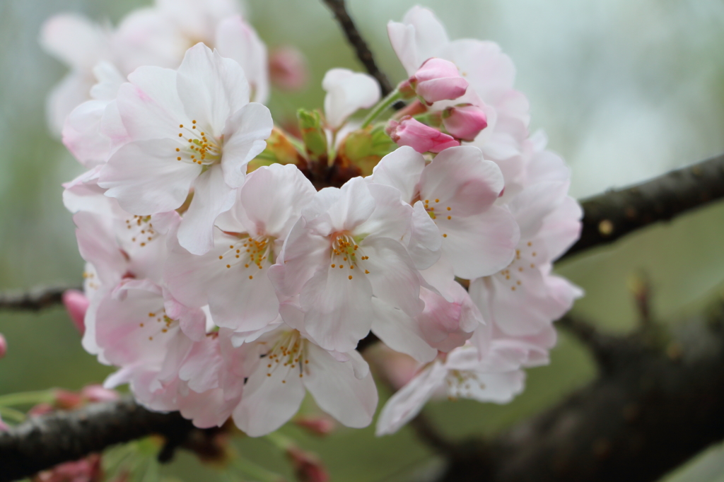京　西陣桜巡り