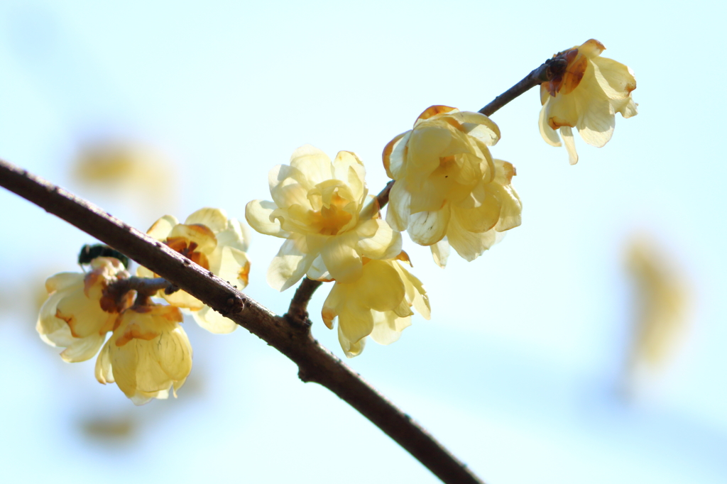 早春花