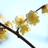 早春花