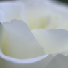 Rose lovers