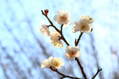 早春待人　4