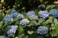 紫陽花の寺