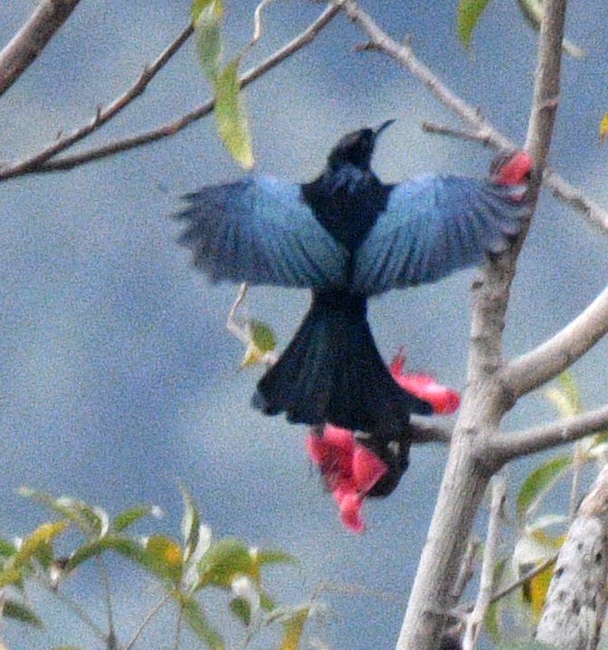 ハイイロオウチュウ