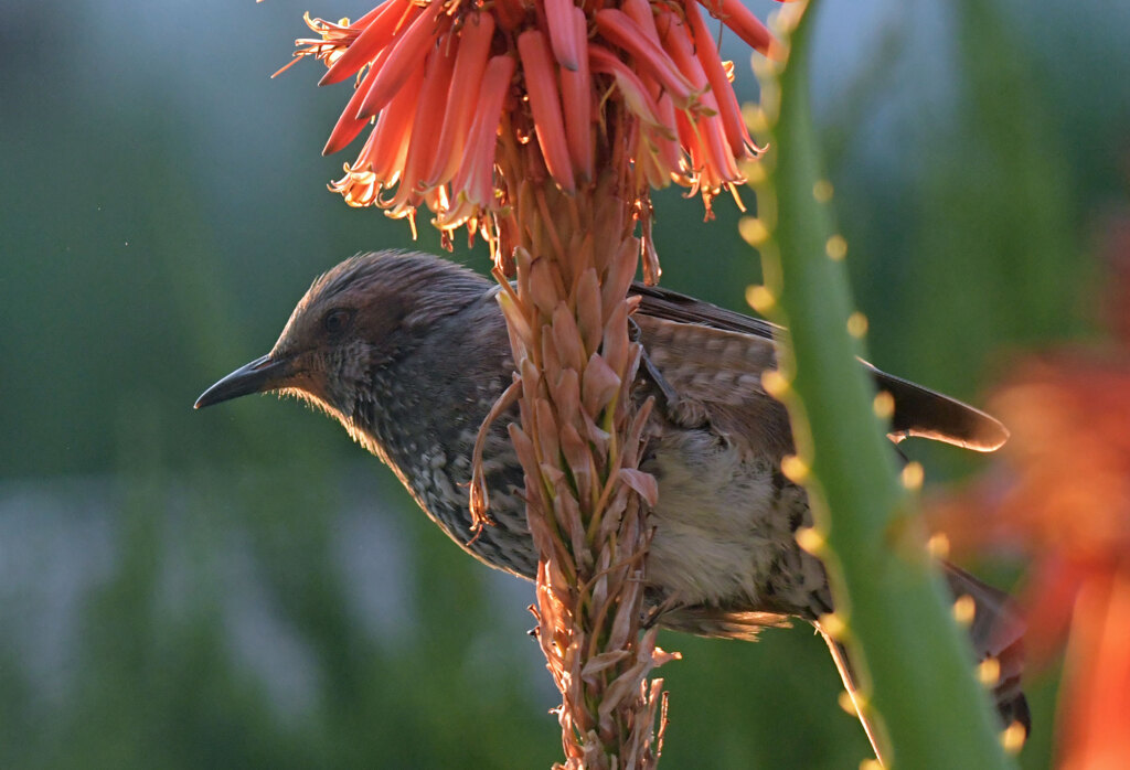 アロエ争奪戦　ヒヨドリの横どり　11