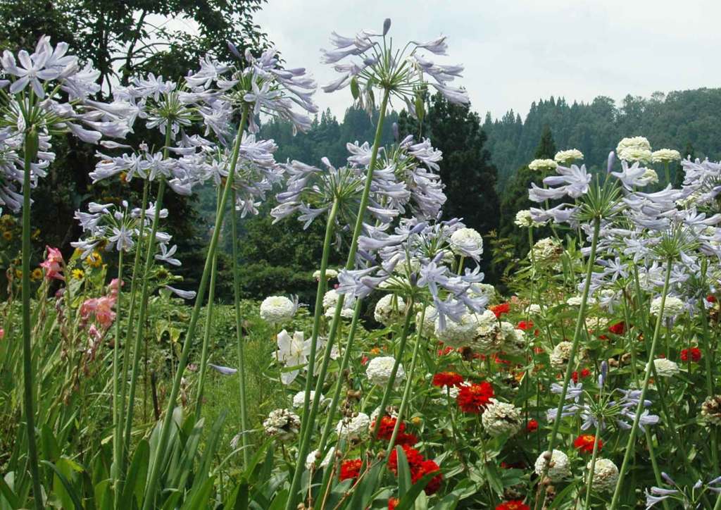 開花