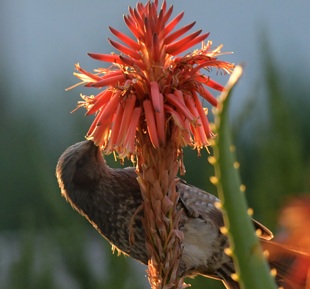 アロエ争奪戦　ヒヨドリの横どり　１１