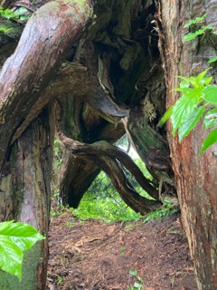 巨木杉0