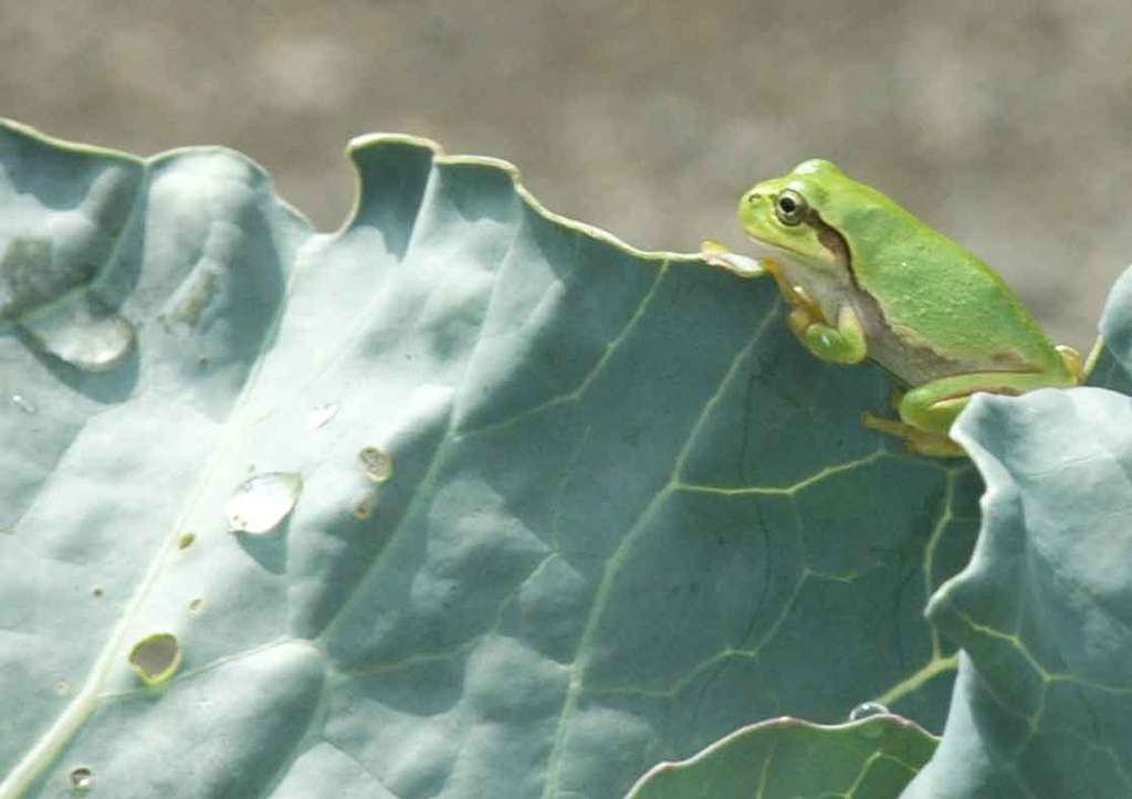 アマガエル