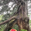 巨木杉07