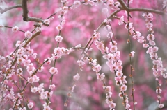 春告草