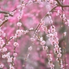 春告草