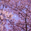 桜２　