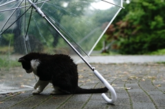 雨宿り