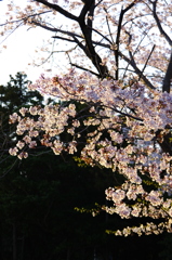 桜１
