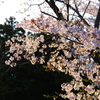 桜１