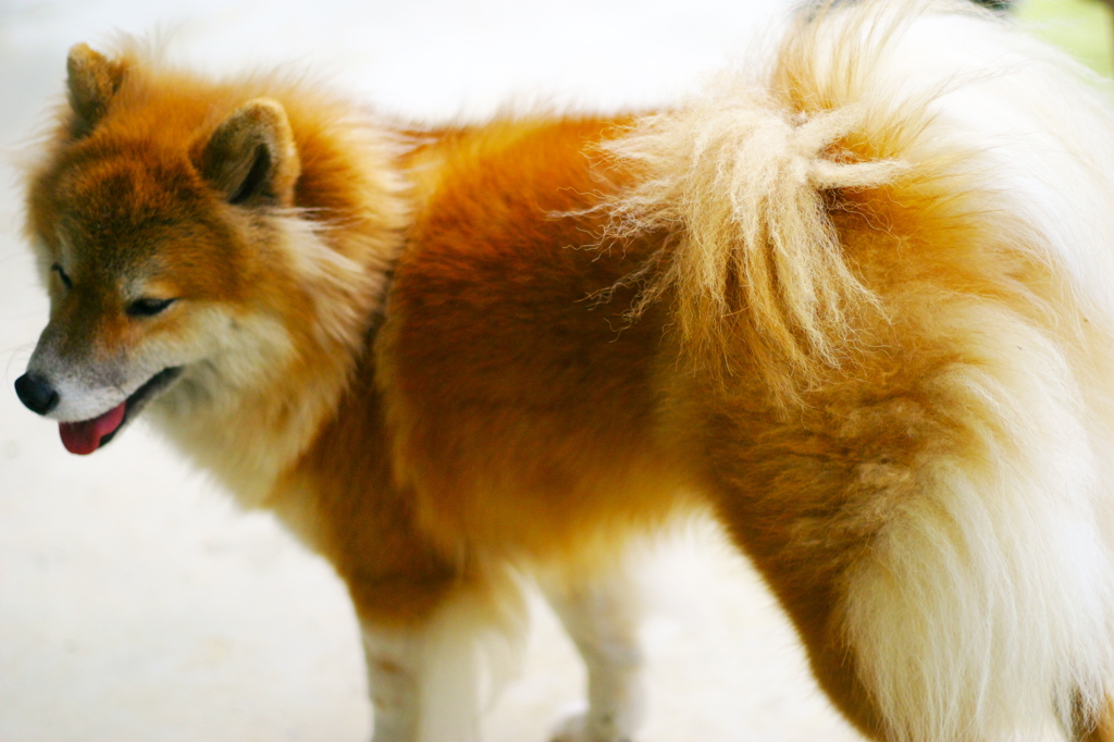 愛犬チャム