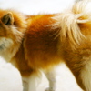 愛犬チャム