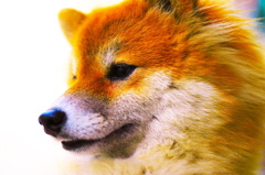 ( ｰ`дｰ´)ｷﾘｯ