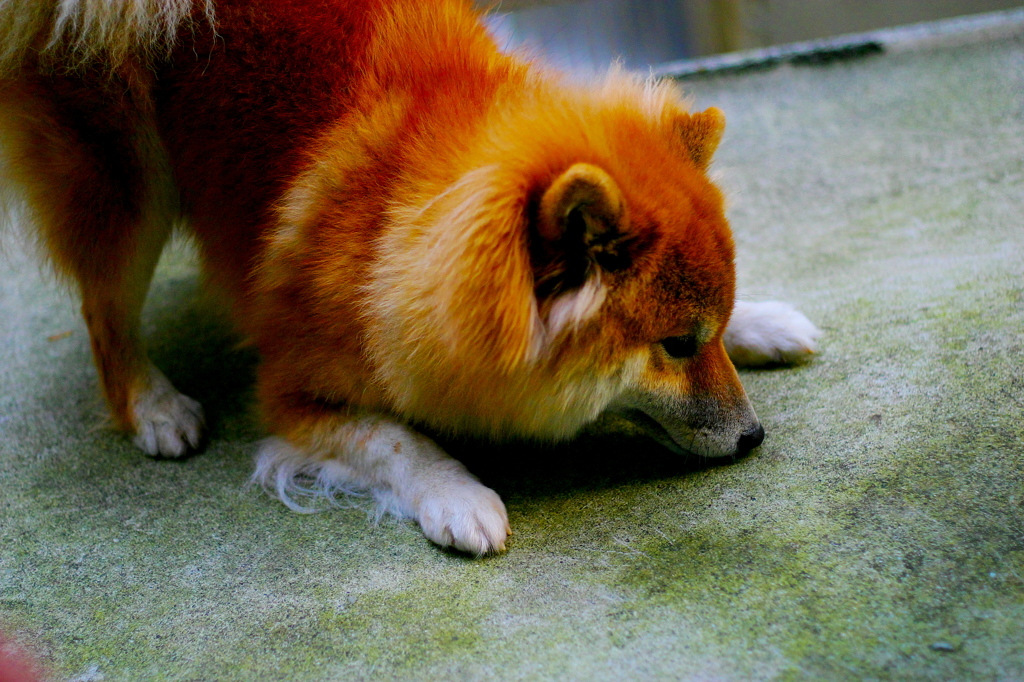 臭うはず・・。