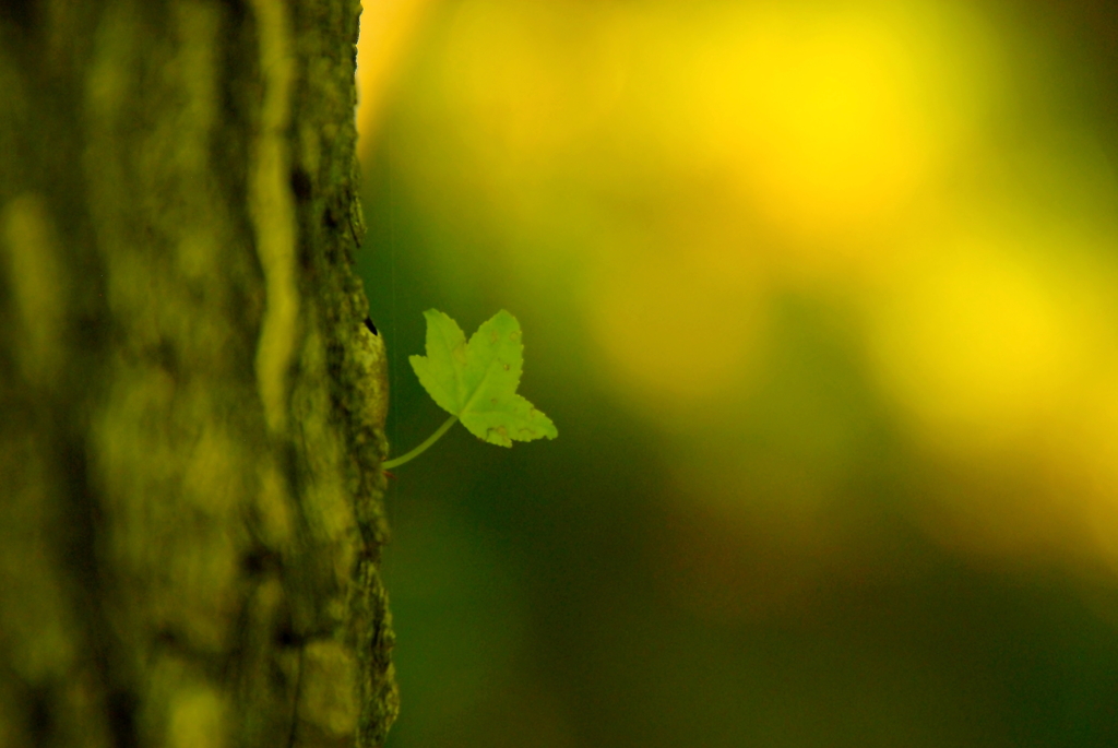 One leaf