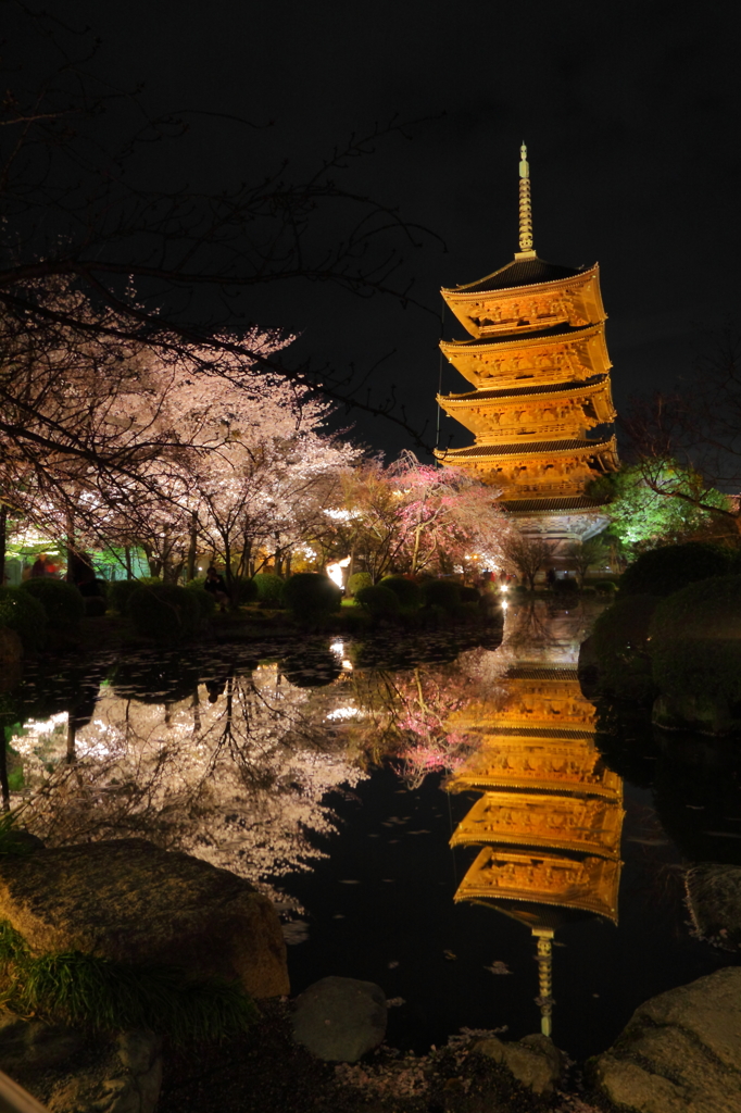 東寺夜桜ライトアップ