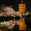 東寺夜桜ライトアップ