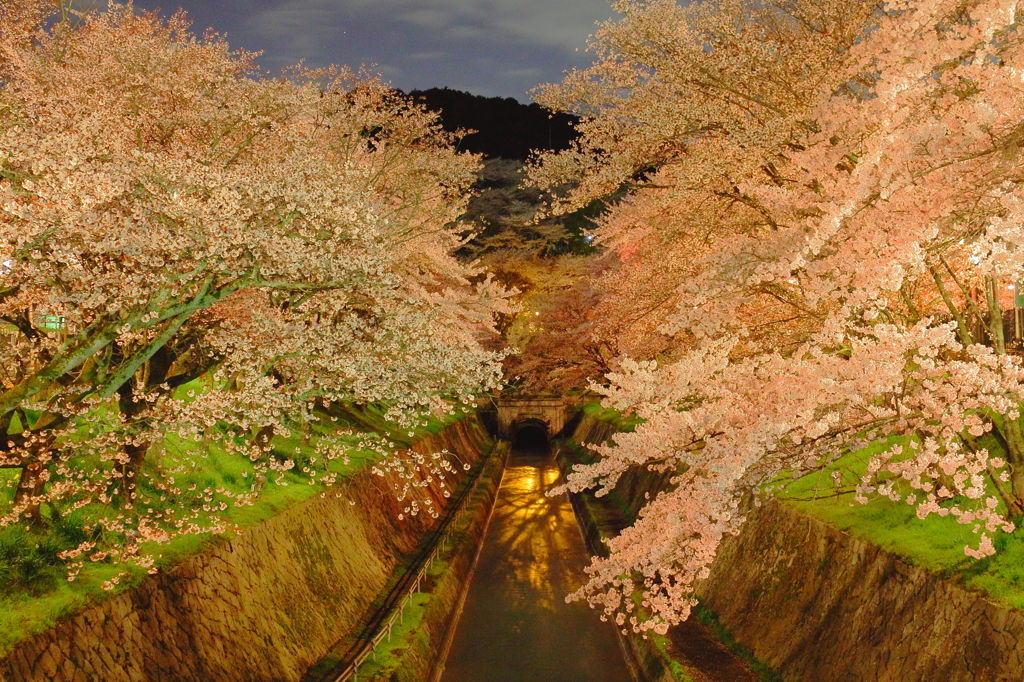 疏水の夜桜