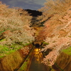 疏水の夜桜