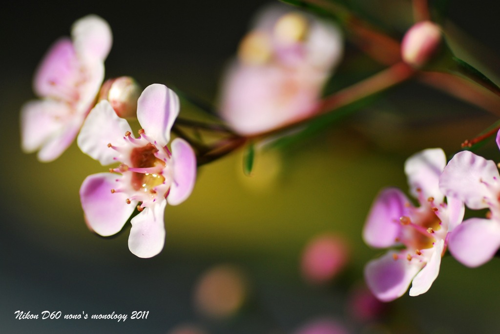 pretty flowers