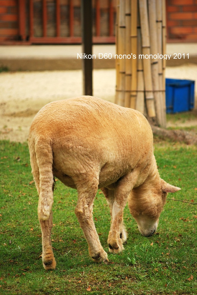 小さな動物園　Ⅱ　～ひつじ～