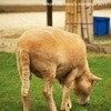 小さな動物園　Ⅱ　～ひつじ～