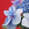 紫陽花の季節