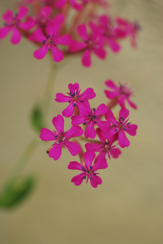 pretty flowers