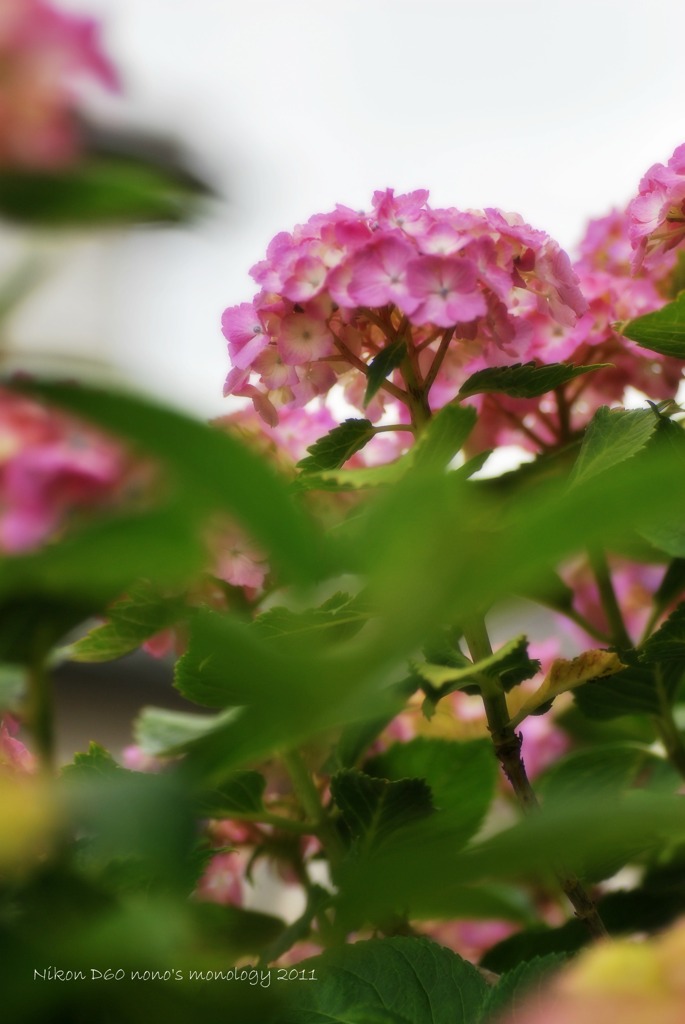 教室前の紫陽花