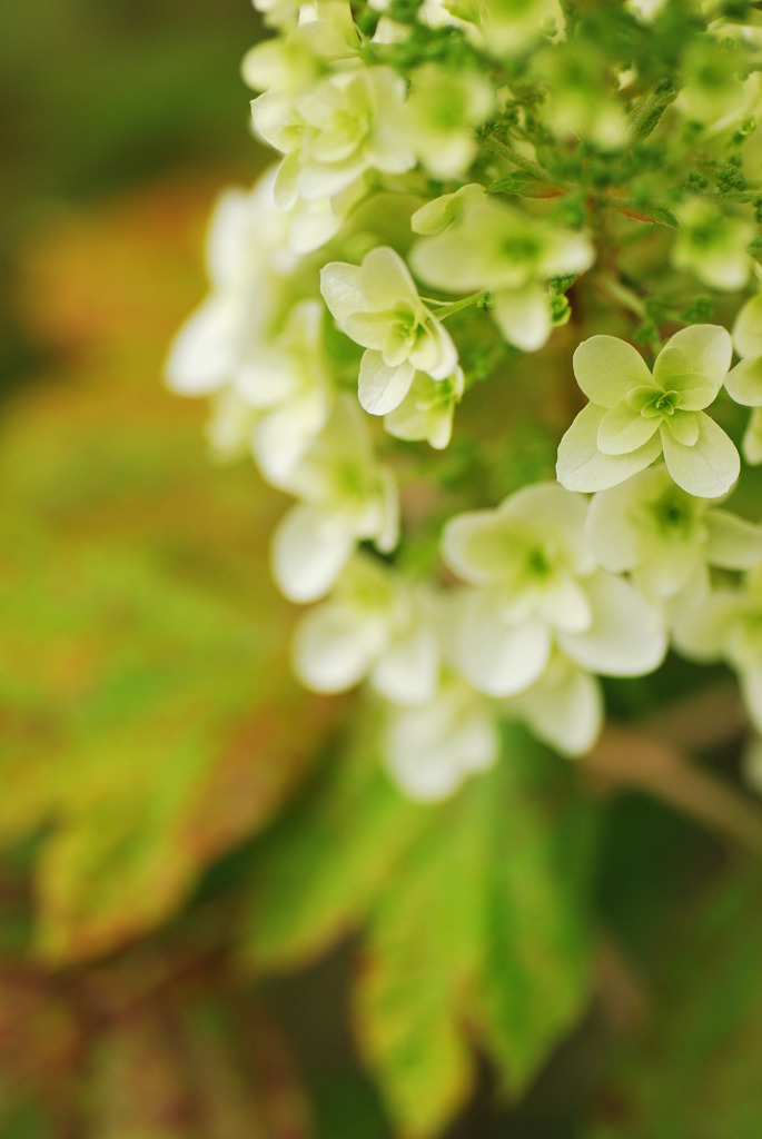 紫陽花の始まり