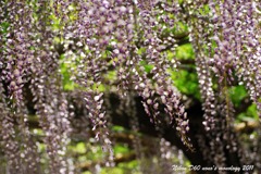 曼陀羅寺公園