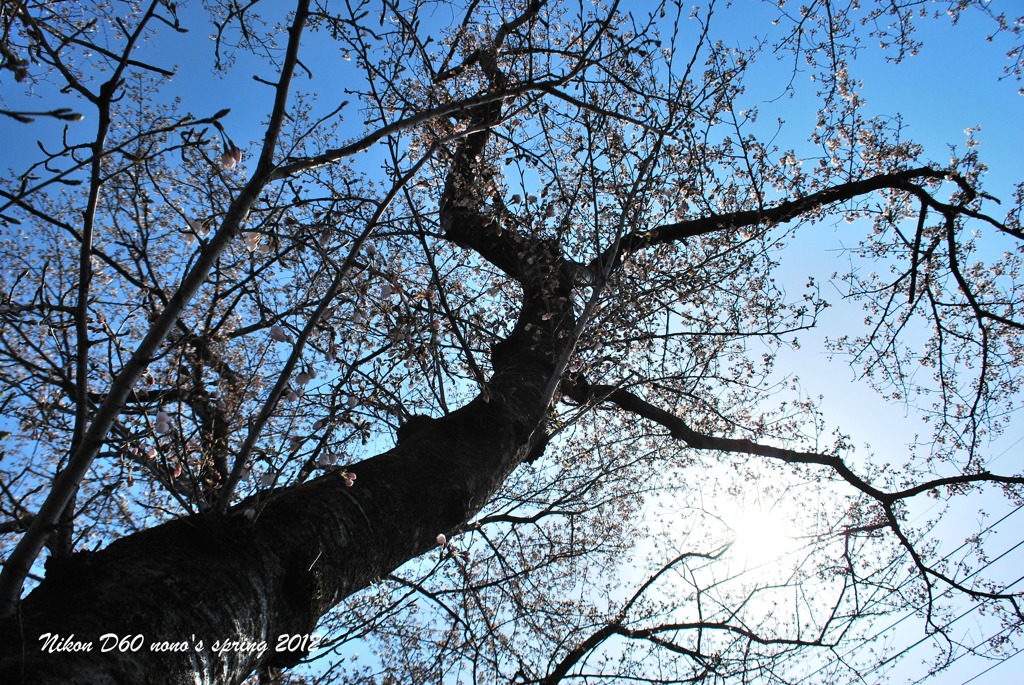 SAKURA 2012