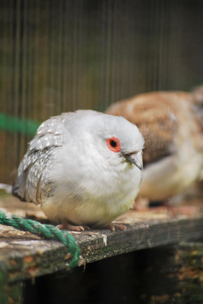 小さな動物園　Ⅳ　～薄雪鳩～