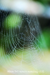 spider web