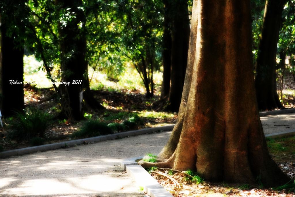 in a woods