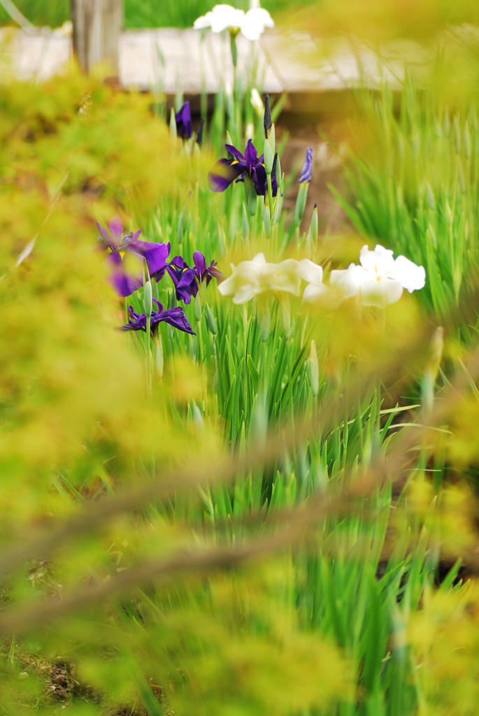 花菖蒲