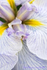 花菖蒲　～花びら～