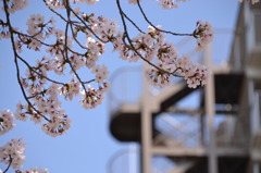 非常階段と桜