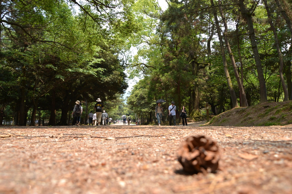 春日大社参道