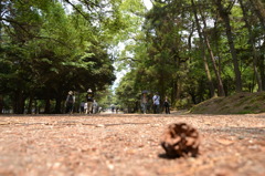 春日大社参道