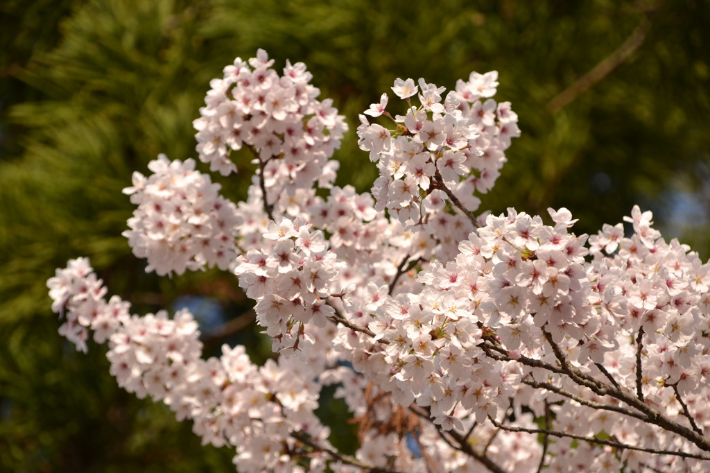 金剛の桜