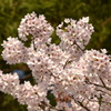 金剛の桜