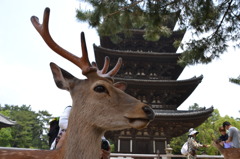 松鹿塔