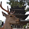 松鹿塔