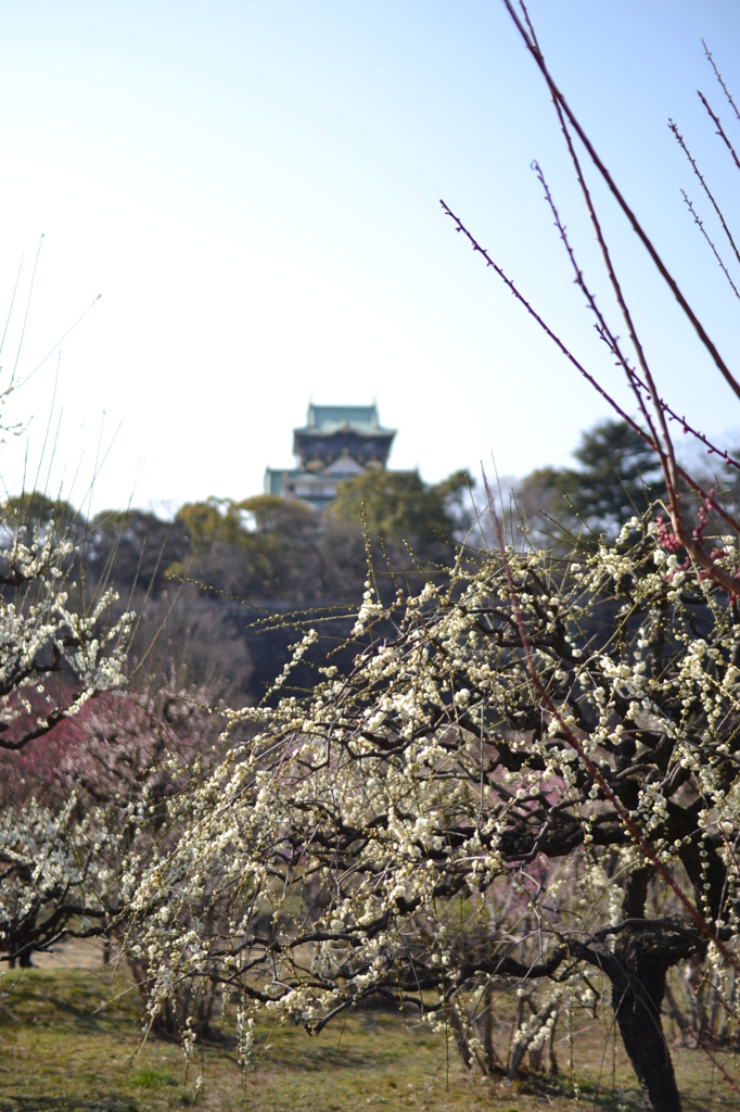 まだ五分咲き